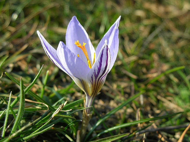 Crocus biflorus / Zafferano selvatico